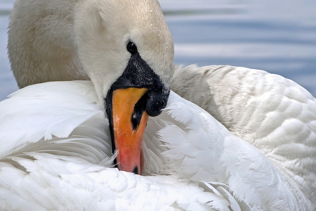 Using Bird-Friendly Designs in Urban Areas to Improve Biodiversity